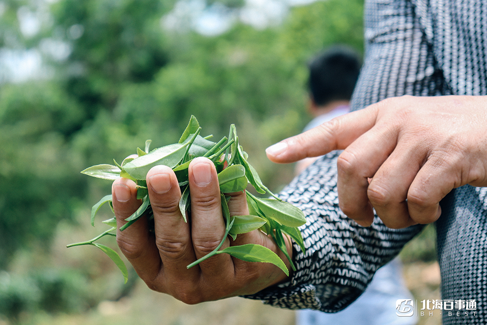 北海茶叶种植技术_北海茶叶批发市场市场在哪里_茶叶北海种植技术与管理