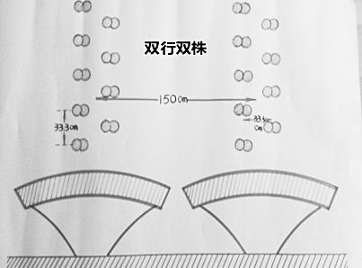 北海茶叶种植技术_茶叶北海种植技术要求_北海的茶叶