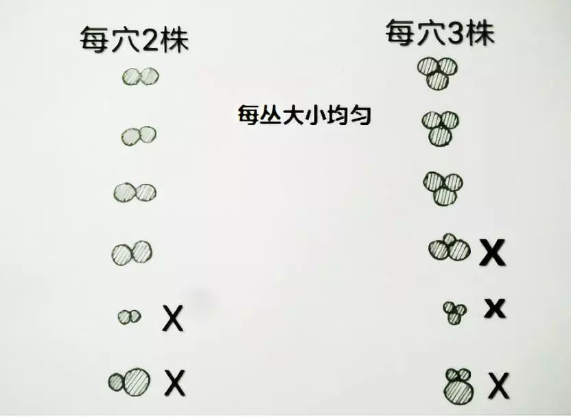 北海茶叶种植技术_北海的茶叶_茶叶北海种植技术要求