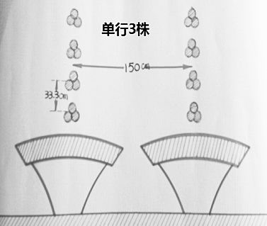 北海的茶叶_茶叶北海种植技术要求_北海茶叶种植技术