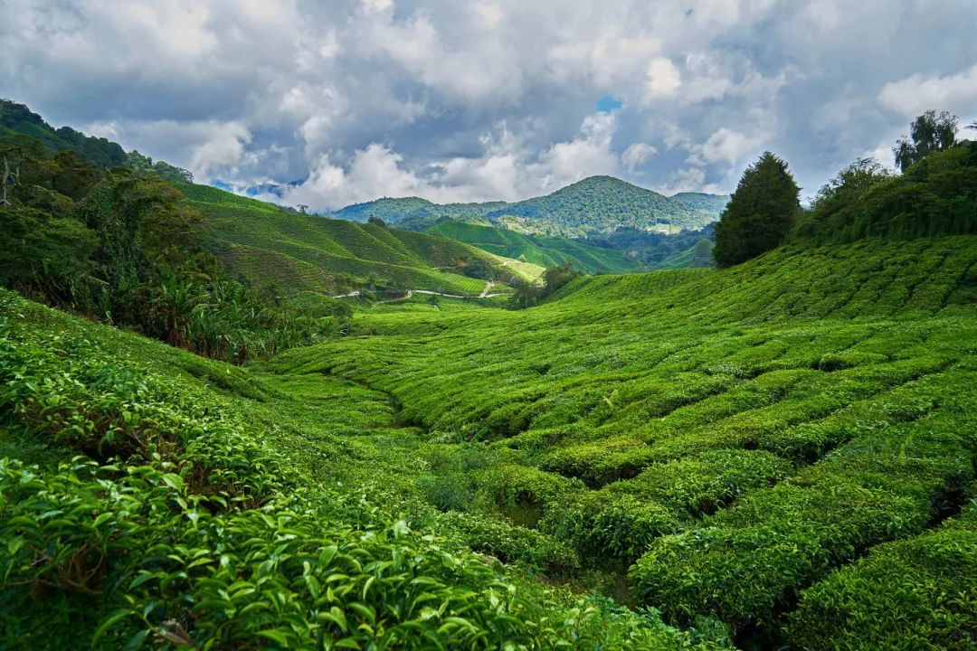 茶叶北海种植技术视频_北海茶叶种植技术_茶叶北海种植技术与管理