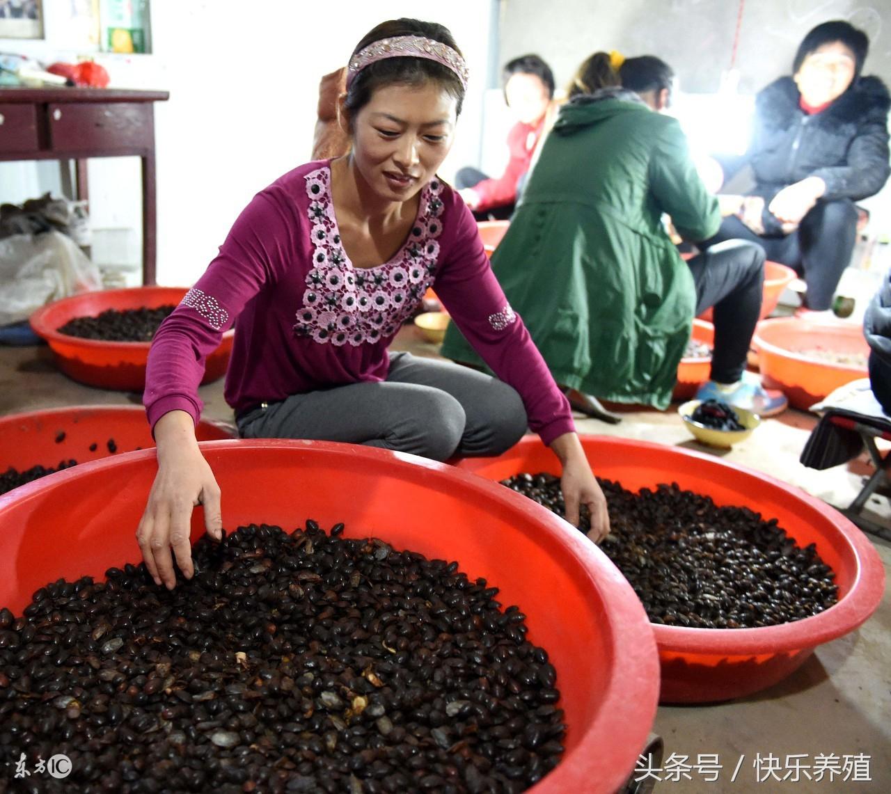 致富经蜈蚣养殖技术_蜈蚣养殖致富经_致富养殖蜈蚣技术怎么样