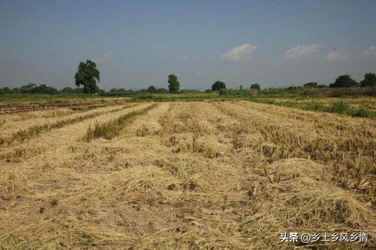 cctv致富经大棚种植平菇视频_大棚种平菇的效益分析_大棚种植平菇技术视频