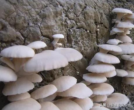 cctv致富经大棚种植平菇视频_大棚种植平菇技术视频_大棚种平菇的效益分析
