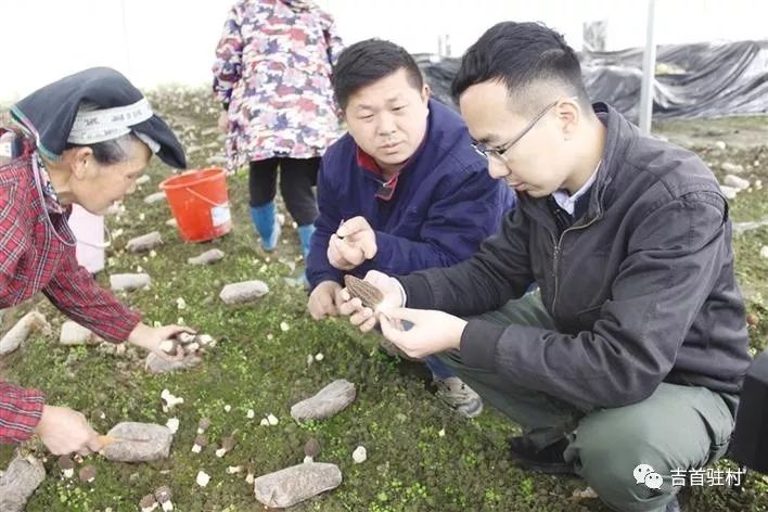 蘑菇羊肚菌多少钱一斤_蘑菇菌致富羊肚菌图片_致富经羊肚菌蘑菇