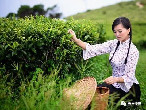 茶叶是什么时候种植的？种植茶叶的技术要点有哪些？