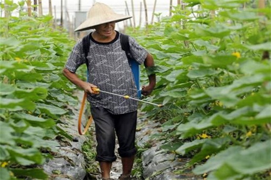 西红柿种植技术与管理，八大要点教会你种植