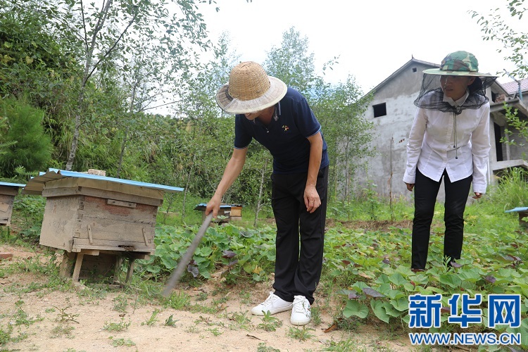 致富经养蜜蜂致富视频_养殖蜂蜜致富带头人_致富经土蜂蜜养殖