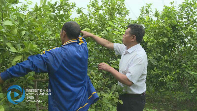 致富柠檬种植技术视频_致富经 柠檬种植技术_柠檬种植项目