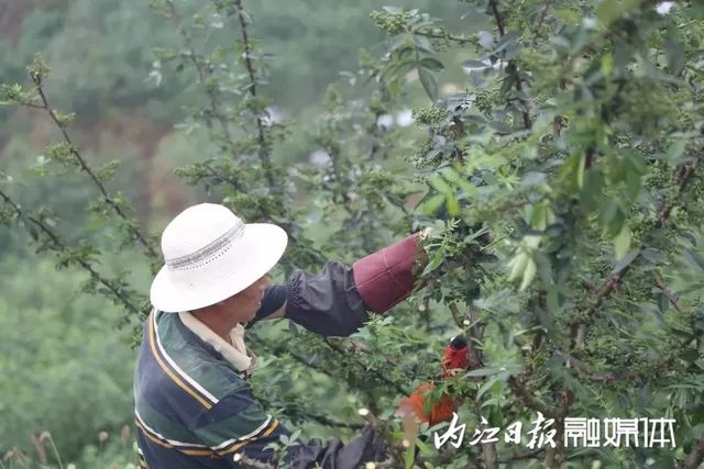 致富养殖好项目大全_致富经生态养猪_生态养殖致富之门