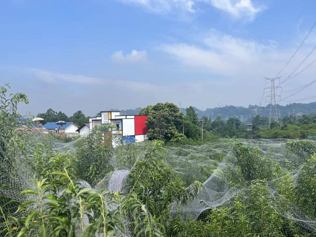 致富李子种植项目介绍_李子种植致富项目_致富李子种植项目有哪些