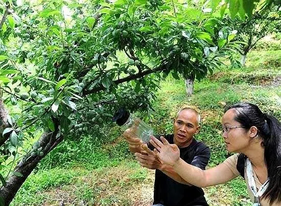 精准扶贫，小李子成就大产业，种果农民纯收入九成来源于此