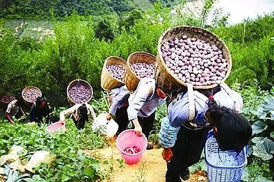 种李子挣钱吗_致富李子种植项目怎么样_李子种植致富项目