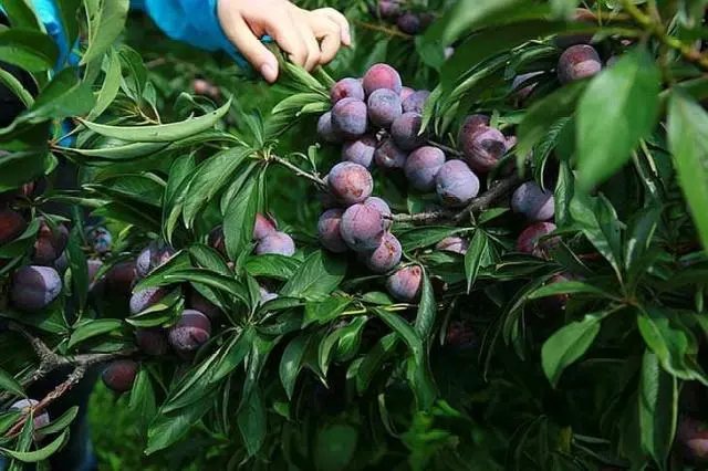 种李子挣钱吗_致富李子种植项目怎么样_李子种植致富项目