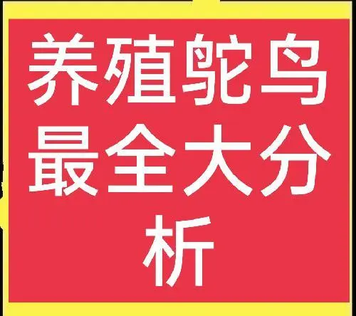 养殖鸵鸟技术方法视频_半年的鸵鸟技术与养殖_养殖鸵鸟技术与管理