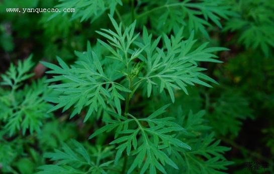 野艾蒿,种植技术