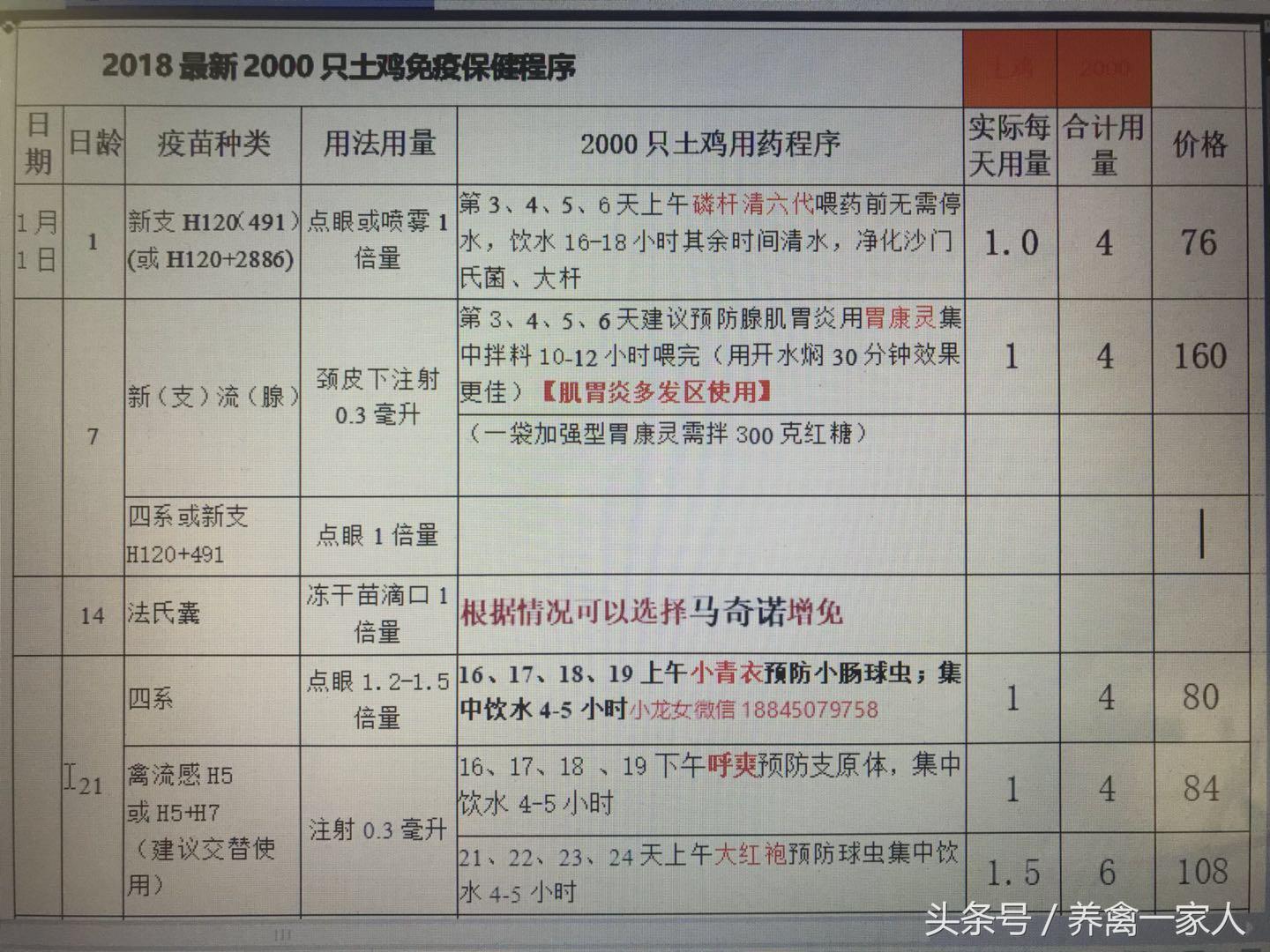 养殖鸡方案技术要点_鸡养殖技术方案_养殖鸡方案技术规范