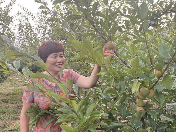 致富李子种植项目怎么样_李子种植致富项目_种李子挣钱吗