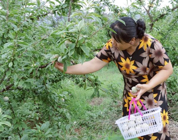 致富李子种植项目怎么样_李子种植致富项目_种李子挣钱吗