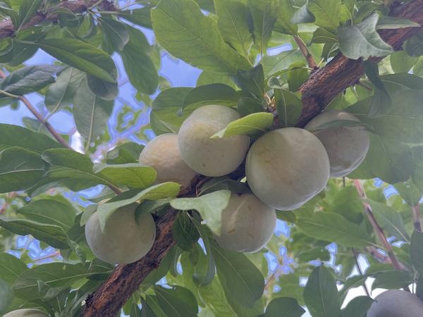 致富李子种植项目怎么样_种李子挣钱吗_李子种植致富项目