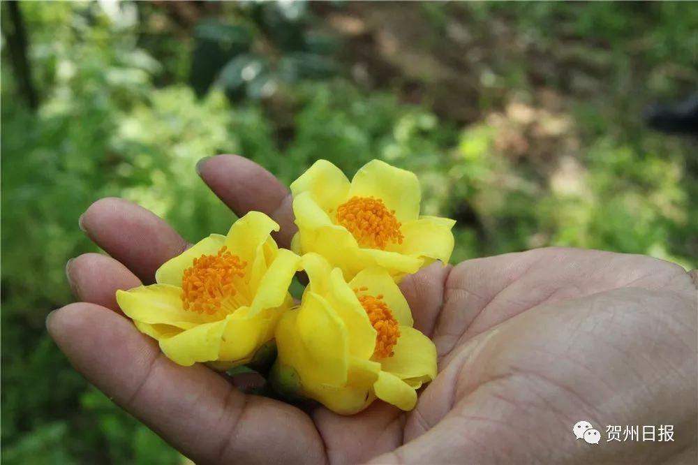 致富种植金花茶视频_致富种植金花茶怎么样_致富经种植金花茶致富