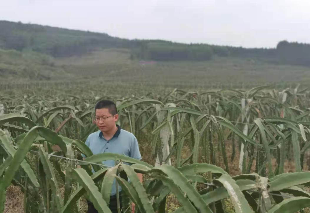 种植致富农村项目大全_合山种植致富_农村致富种植