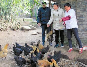 女书记当上“销售经理”带领村民养鸡致富