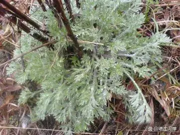 茵陈是种什么植物，如何种植才的获得高产