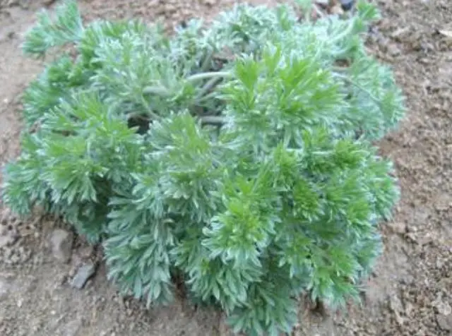 茵陈种植方法_茵陈种植技术_茵陈的种植技术