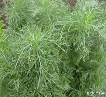 茵陈种植方法_茵陈的种植技术_茵陈种植技术