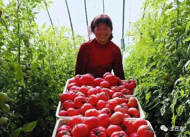 西红柿种植基本技术有哪些_西红柿的种植基本技术_西红柿种植基本技术与管理