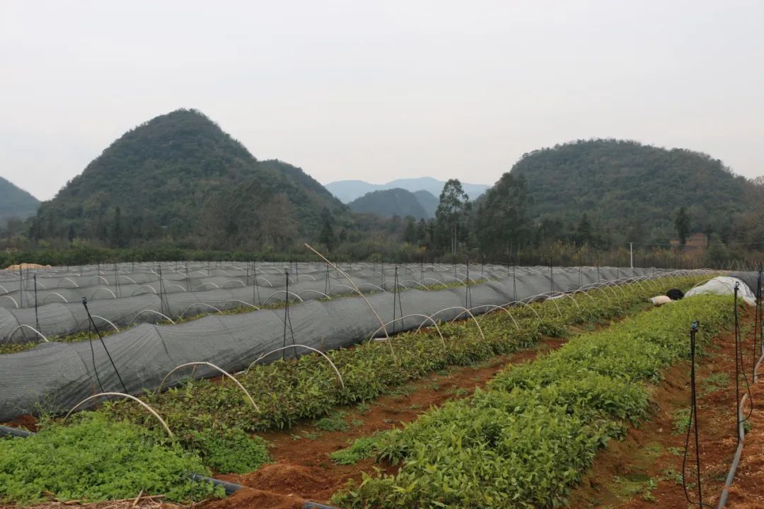 致富种植视频全集_种植致富经_种植致富有良方