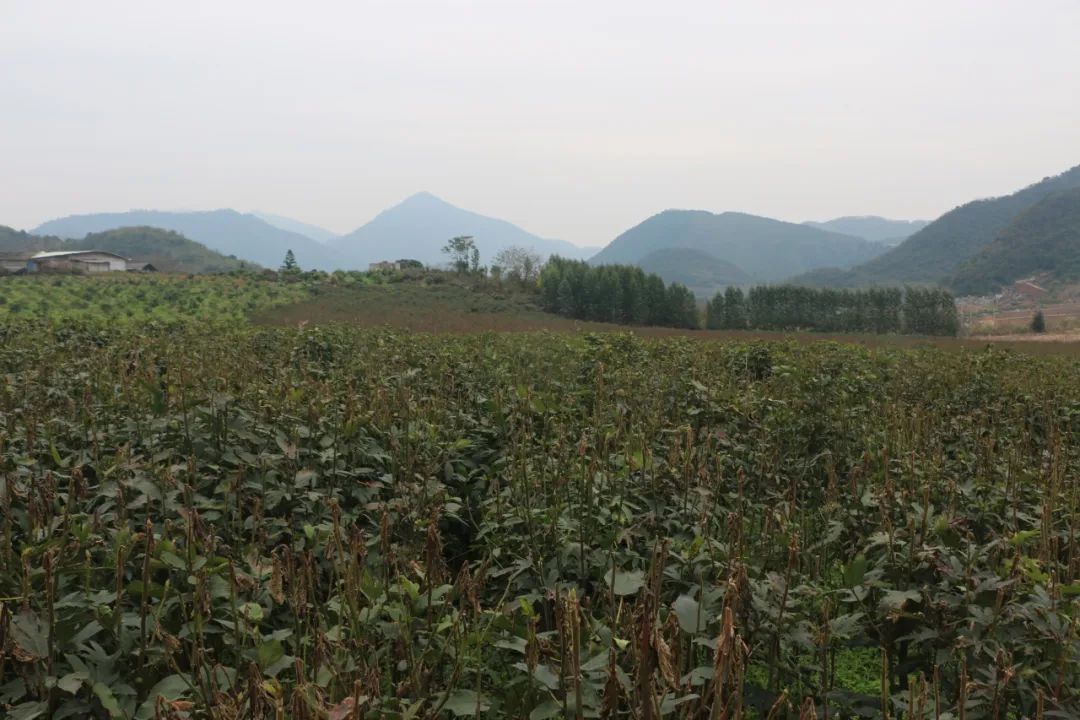 致富种植视频全集_种植致富经_种植致富有良方