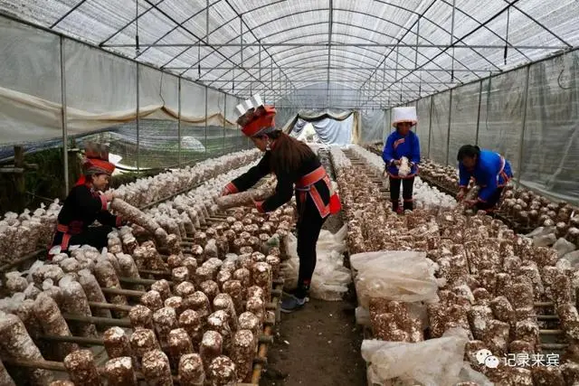 种植致富农村项目大全_合山种植致富_种植致富经