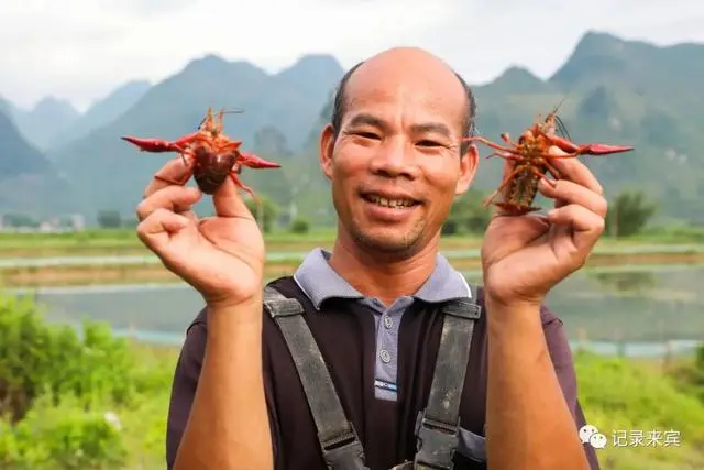 合山种植致富_种植致富经_种植致富农村项目大全