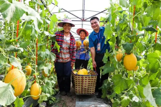 合山种植致富_种植致富经_种植致富农村项目大全