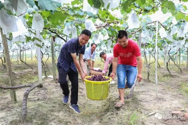 种植致富经_合山种植致富_种植致富农村项目大全