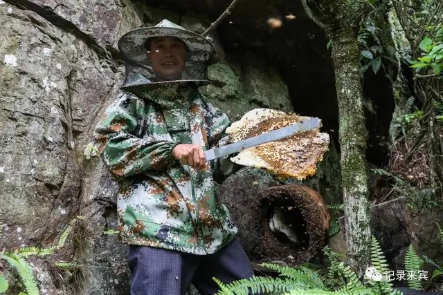 种植致富经_合山种植致富_种植致富农村项目大全