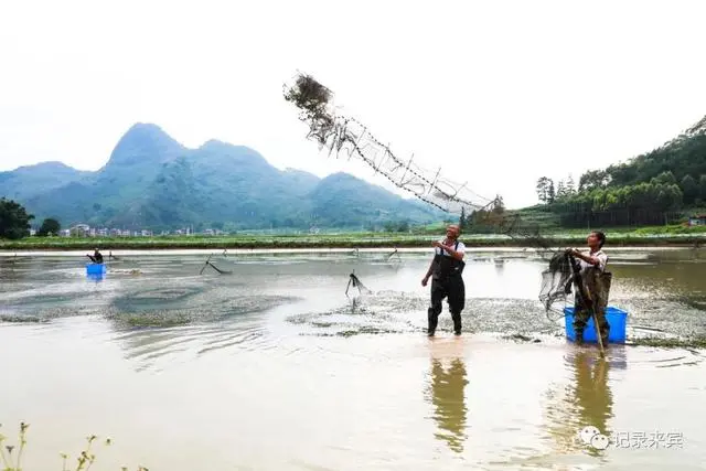 种植致富经_合山种植致富_种植致富农村项目大全