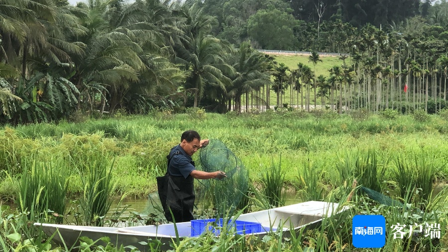 “油稻虾”共生种养 全省稻虾综合种养现场推进会在琼海召开