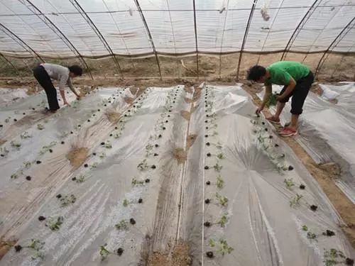 西红柿的种植基本技术_西红柿种植技术与管理用肥_西红柿种植基本技术与管理