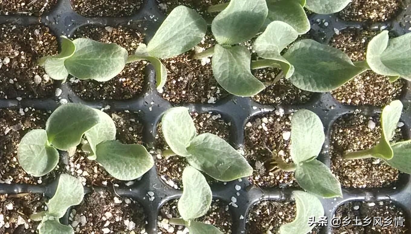 室内种植香芋技术要求_室内种植香芋技术视频_香芋室内种植技术