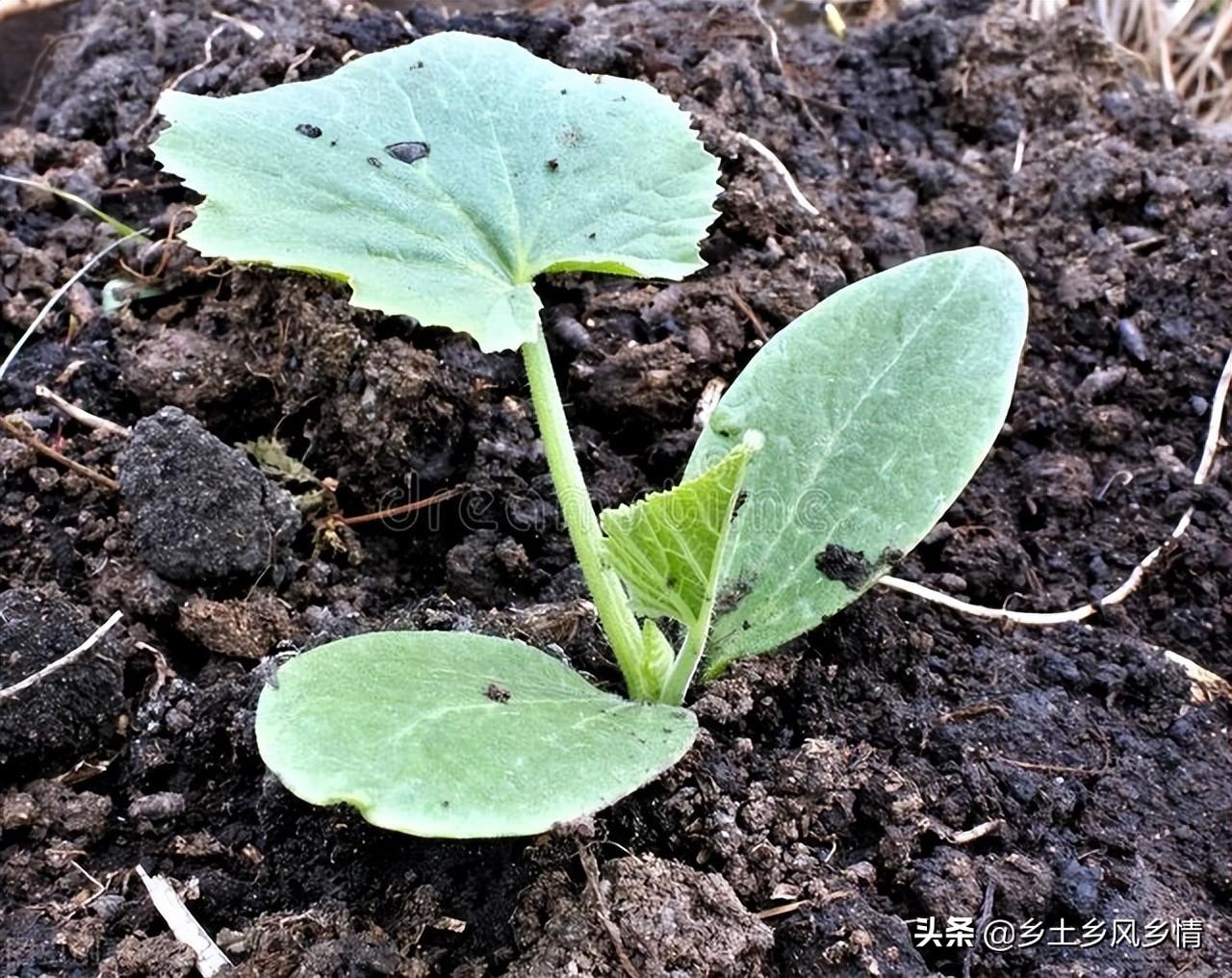 室内种植香芋技术视频_室内种植香芋技术要求_香芋室内种植技术