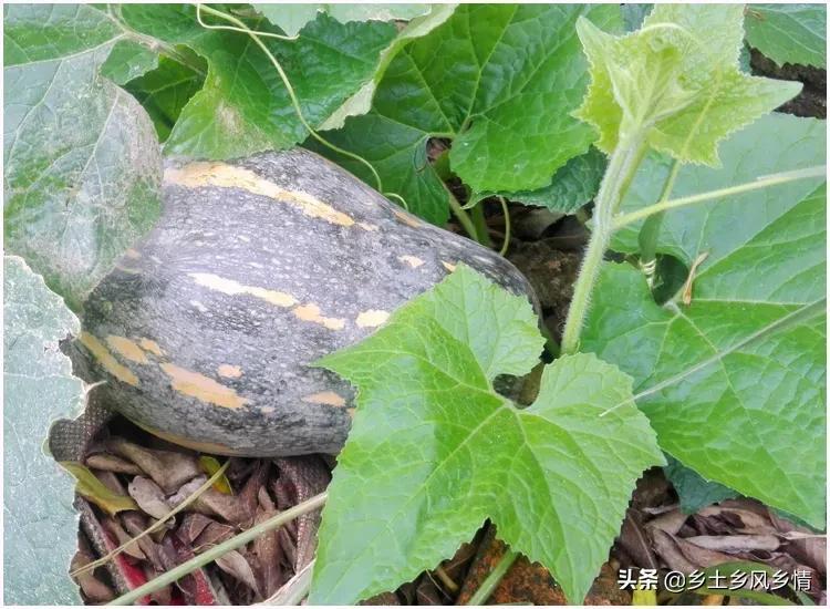 室内种植香芋技术要求_香芋室内种植技术_室内种植香芋技术视频