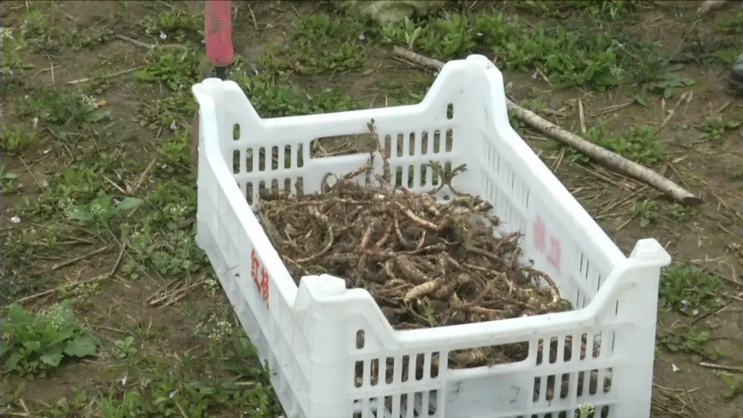 致富种植地方有哪些_种植致富的地方_致富种植什么比较赚大钱