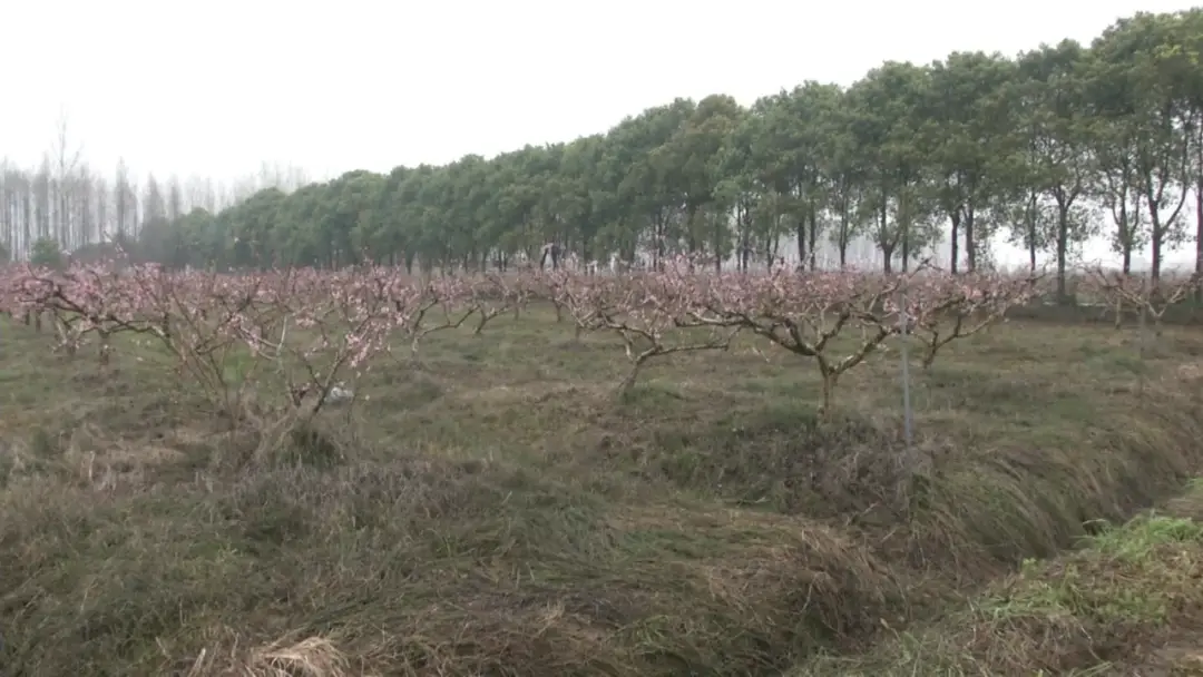 致富种植地方有哪些_种植致富的地方_致富种植什么比较赚大钱