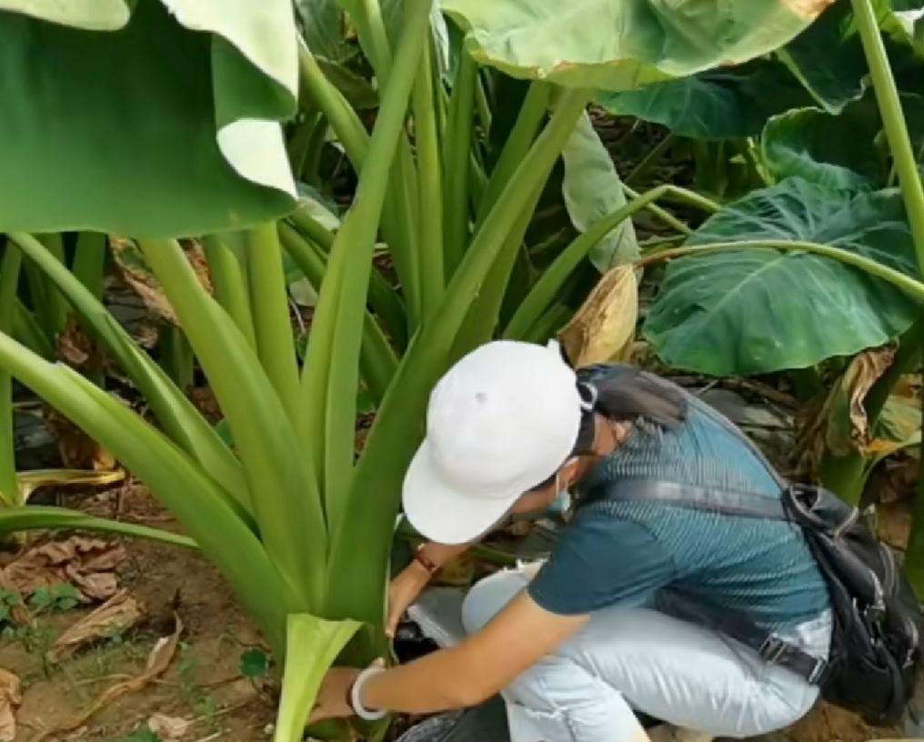 室内种植香芋技术要点_农家种植香芋的方法与增产_香芋室内种植技术