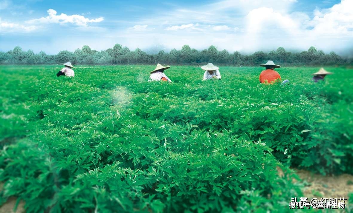 郁金种植效益_郁金种植致富_种植郁金一亩要多少钱