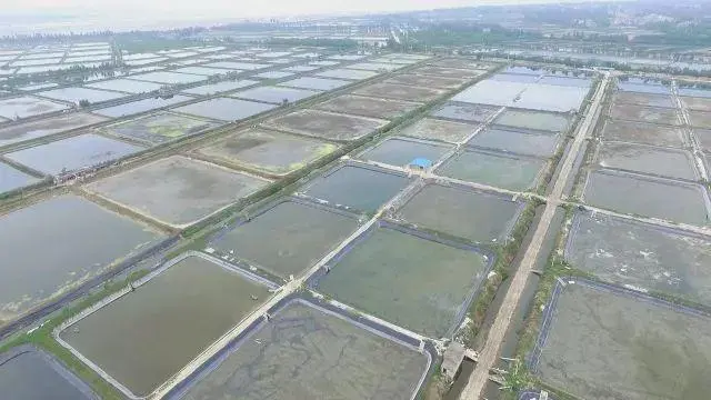 致富经黎德海芒鱼_致富经黎德海芒鱼_致富经黎德海芒鱼