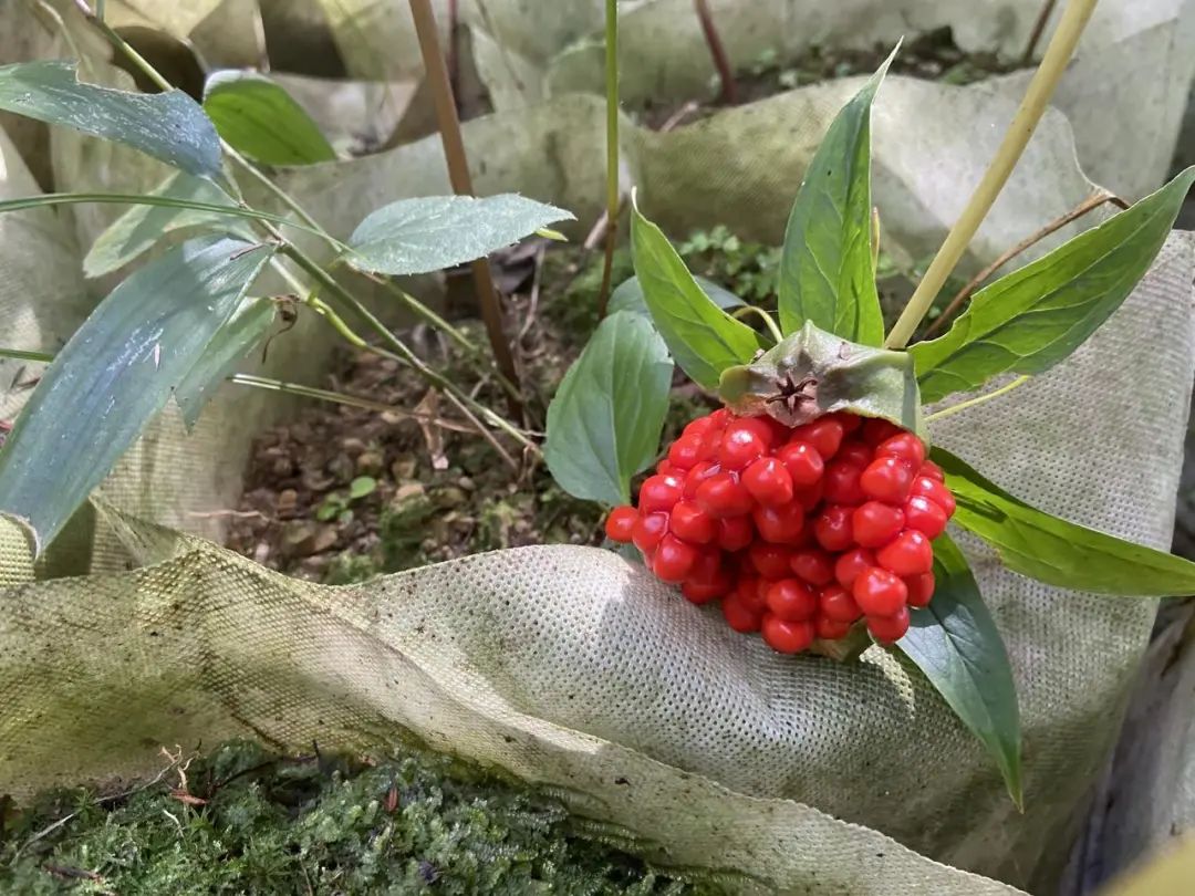 郁金种植致富_种植郁金一亩要多少钱_郁金种植效益